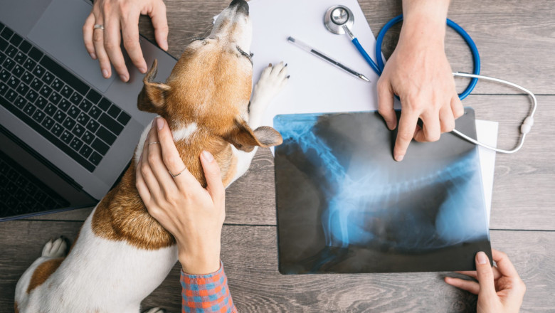 Veterinary Services Market is Estimated to Witness High Growth Owing to Increasing Pet Ownership | Times Square Reporter