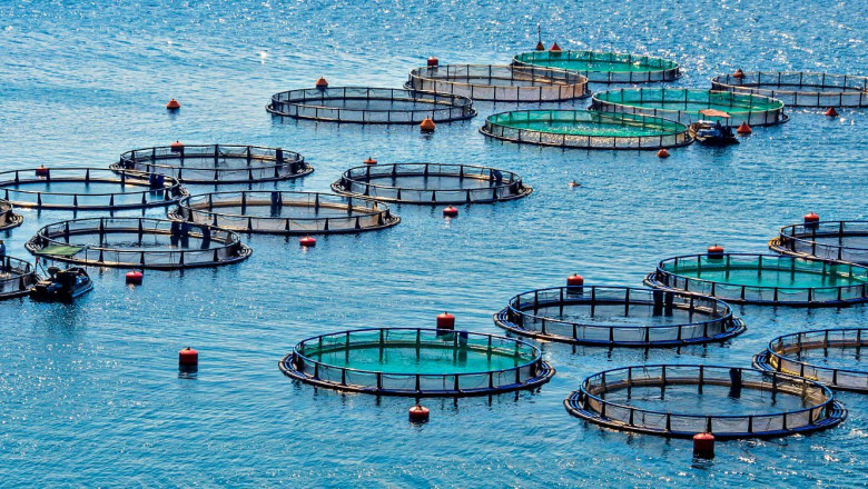 The U.S. Aquaculture Chemical Market IS Rising Rapidly IS Owing TO Increased Domestic Seafood Demand | Times Square Reporter