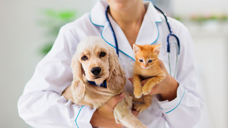 Comprehensive Guide to Spay and Neuter Services in Los Angeles | BeWell Animal Hospital